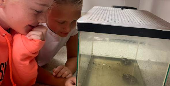 Big Walnut Intermediate School students look in on their class pets